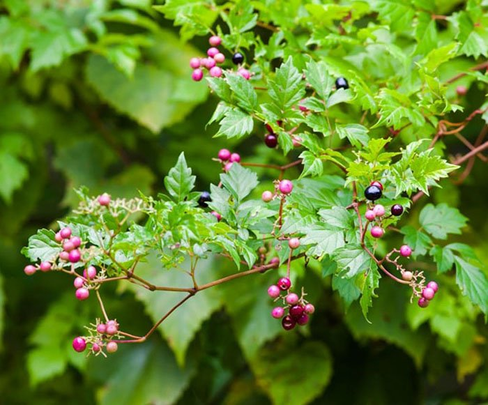 Превью изображения