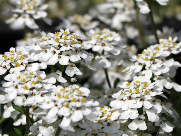 Превью изображения