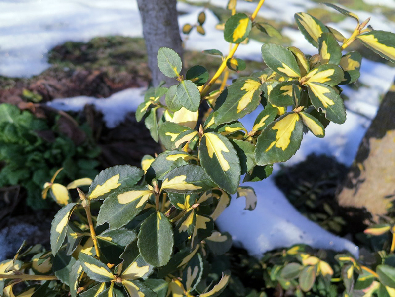 Превью изображения