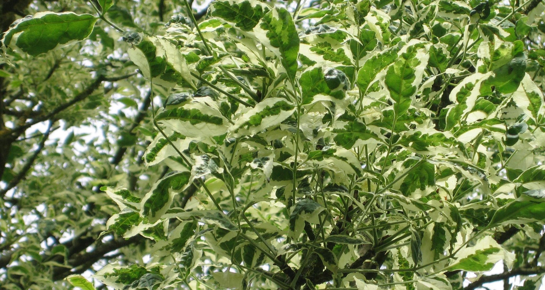 Превью изображения