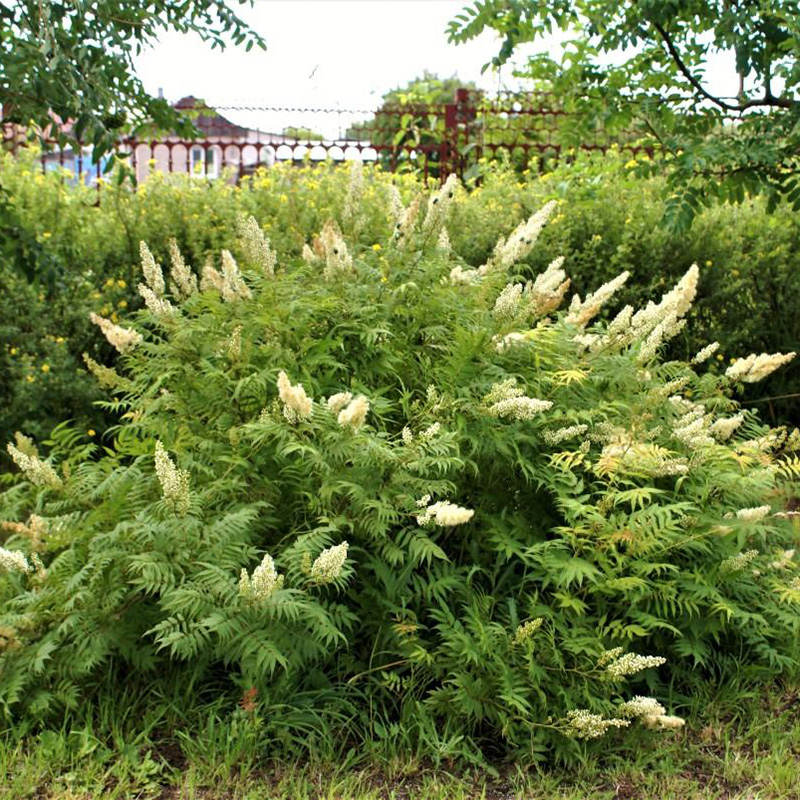 Превью изображения