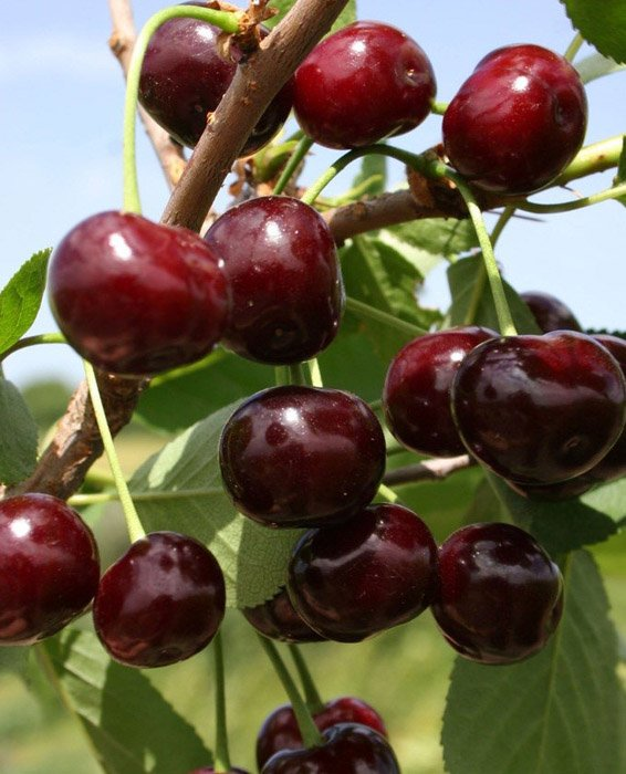 Превью изображения