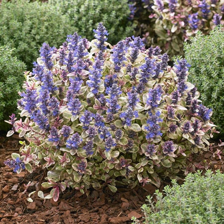 Превью изображения