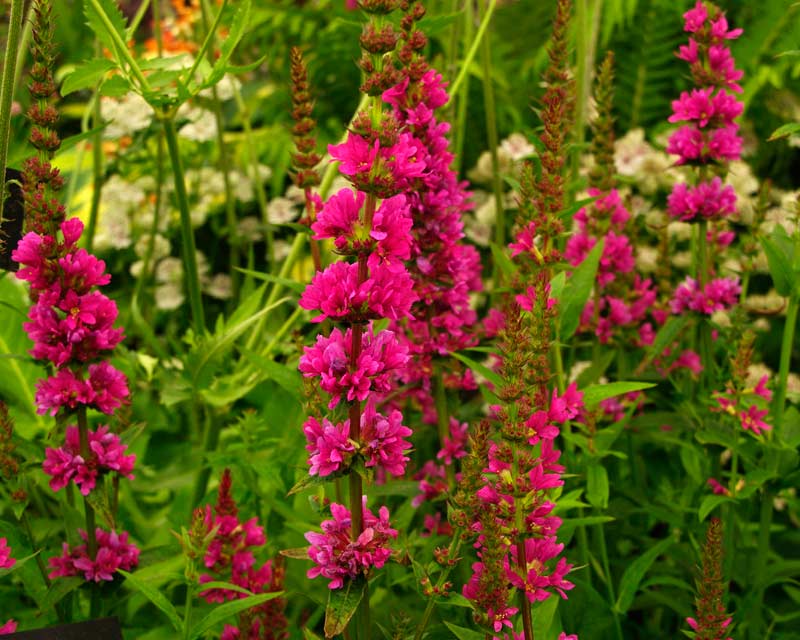 Превью изображения