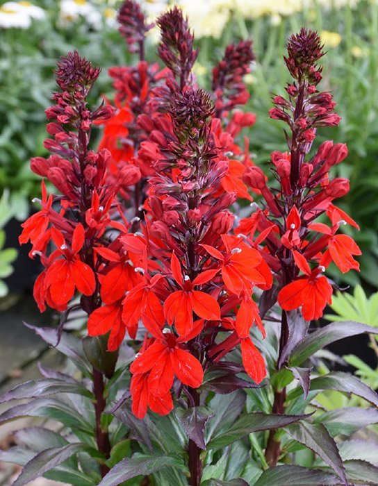 Превью изображения