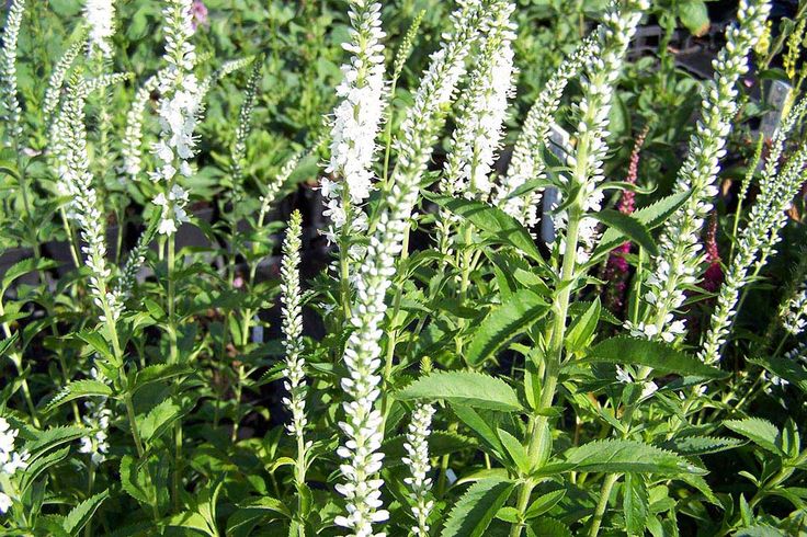 Превью изображения