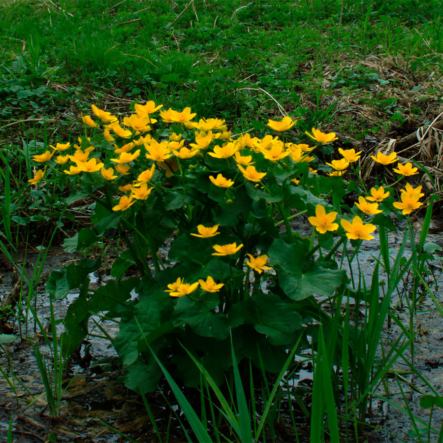 Превью изображения