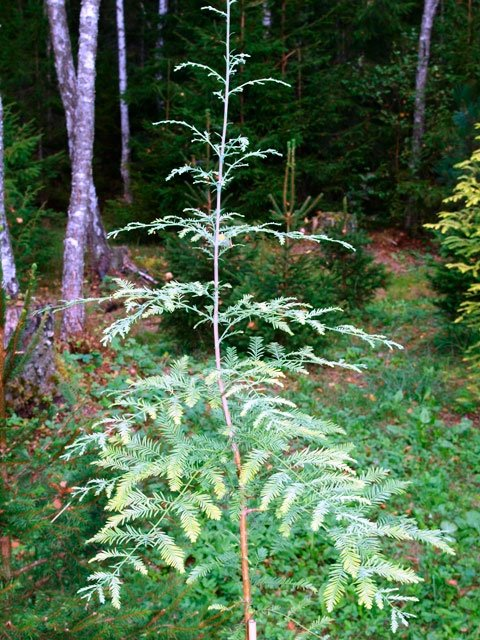 Превью изображения