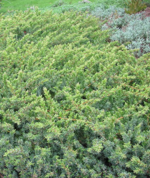 Превью изображения