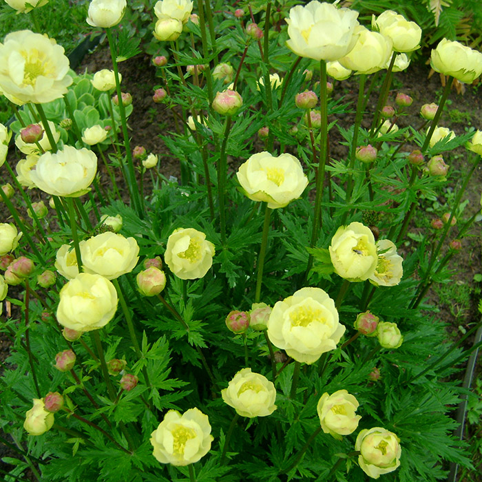 Превью изображения