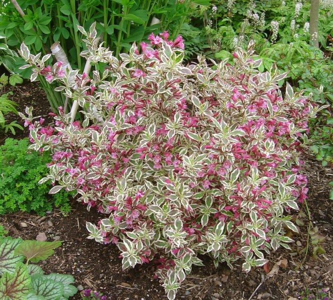 Превью изображения