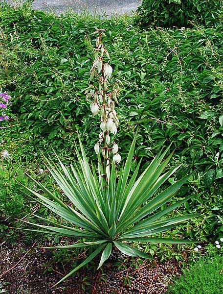 Превью изображения