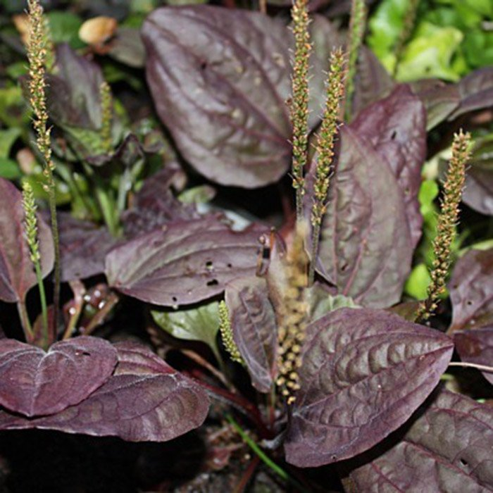 Превью изображения