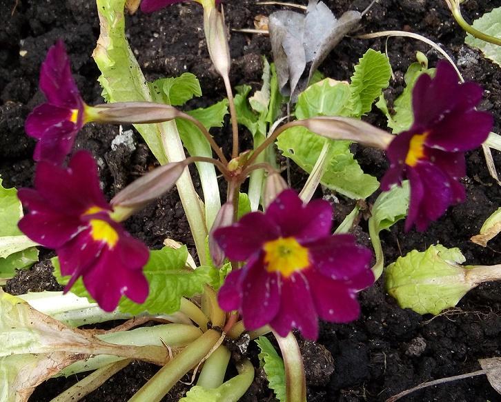 Превью изображения