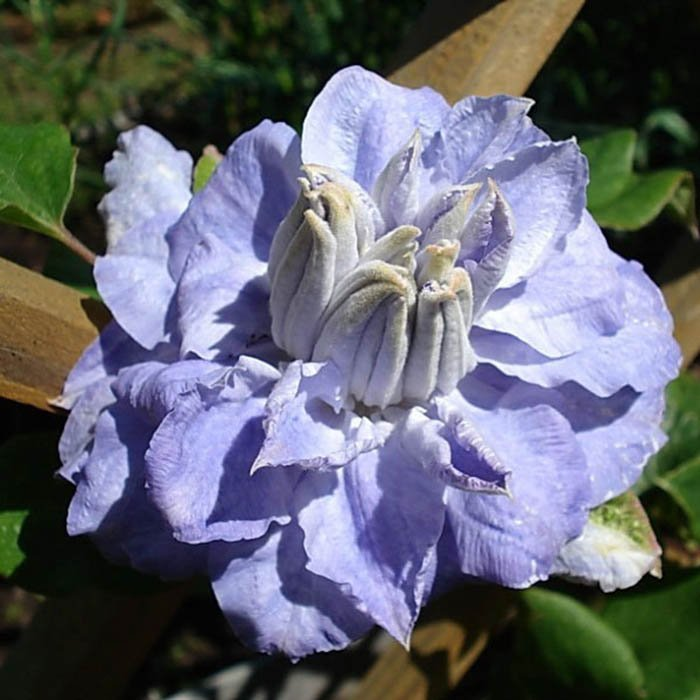 Превью изображения