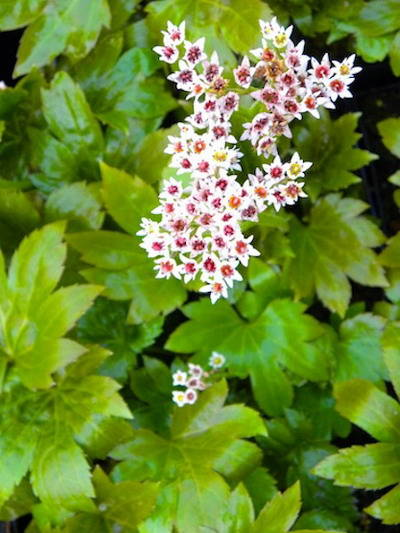 Превью изображения