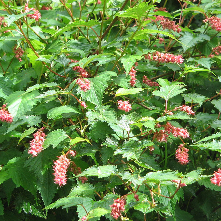 Превью изображения