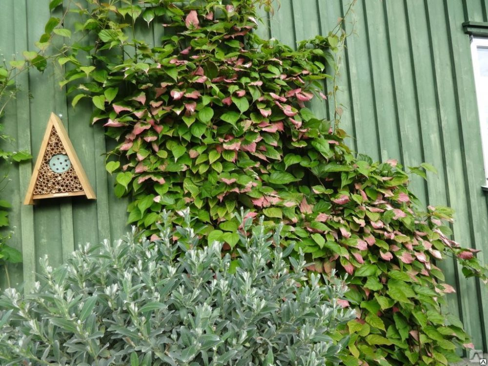 Превью изображения