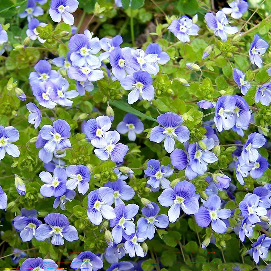 Превью изображения