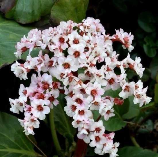 Превью изображения