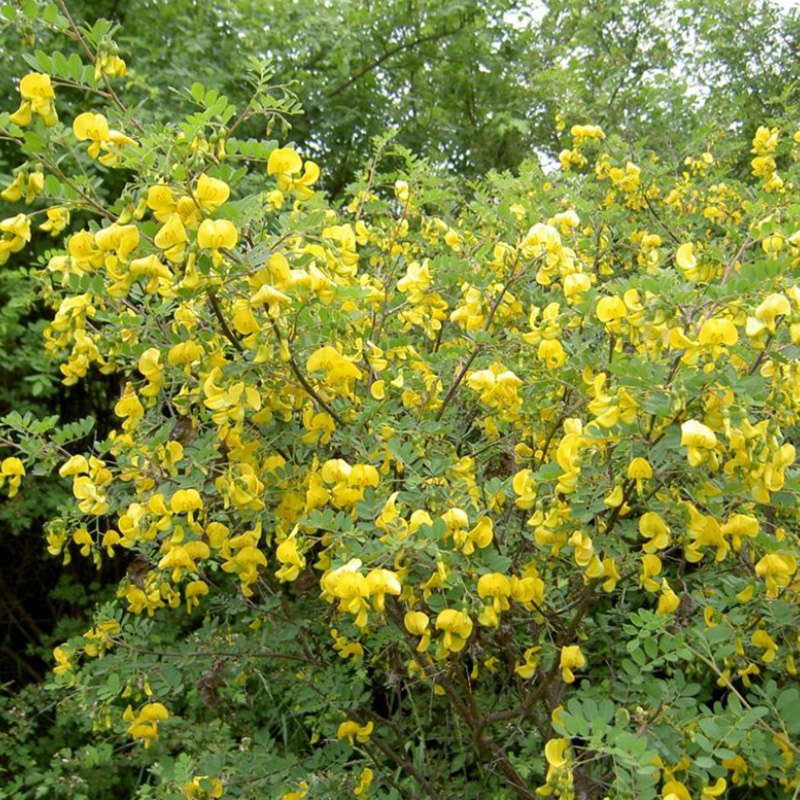 Превью изображения