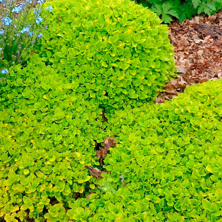 Превью изображения