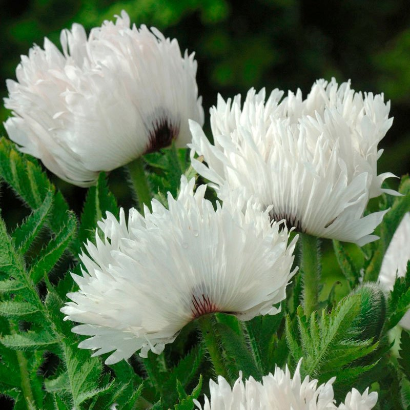 Превью изображения