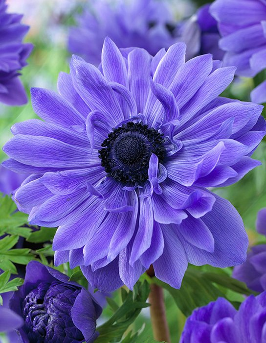 Превью изображения