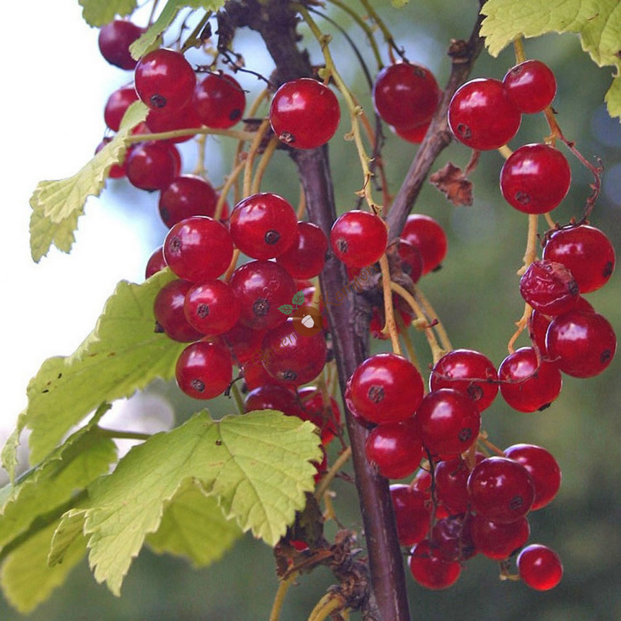 Превью изображения