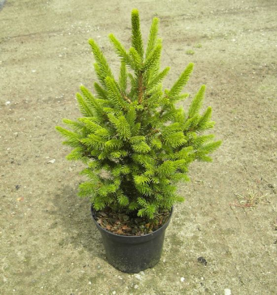 Превью изображения