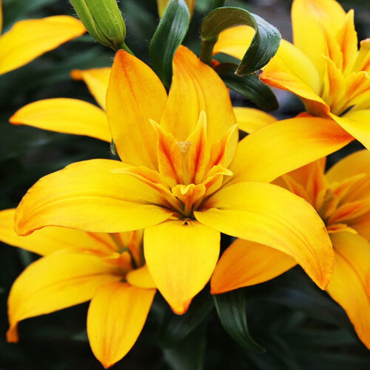 Превью изображения