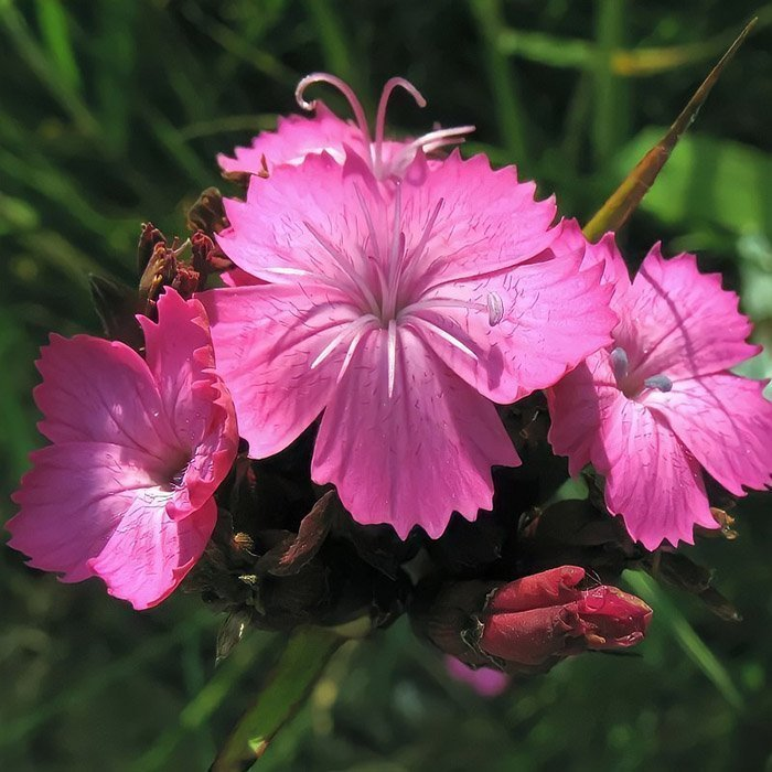 Превью изображения