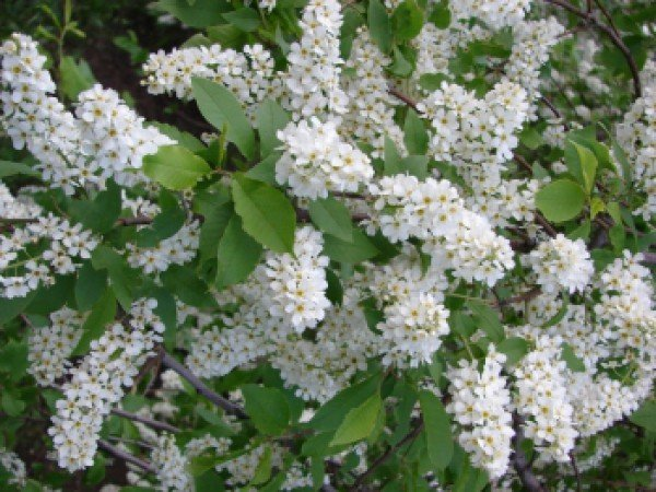 Превью изображения