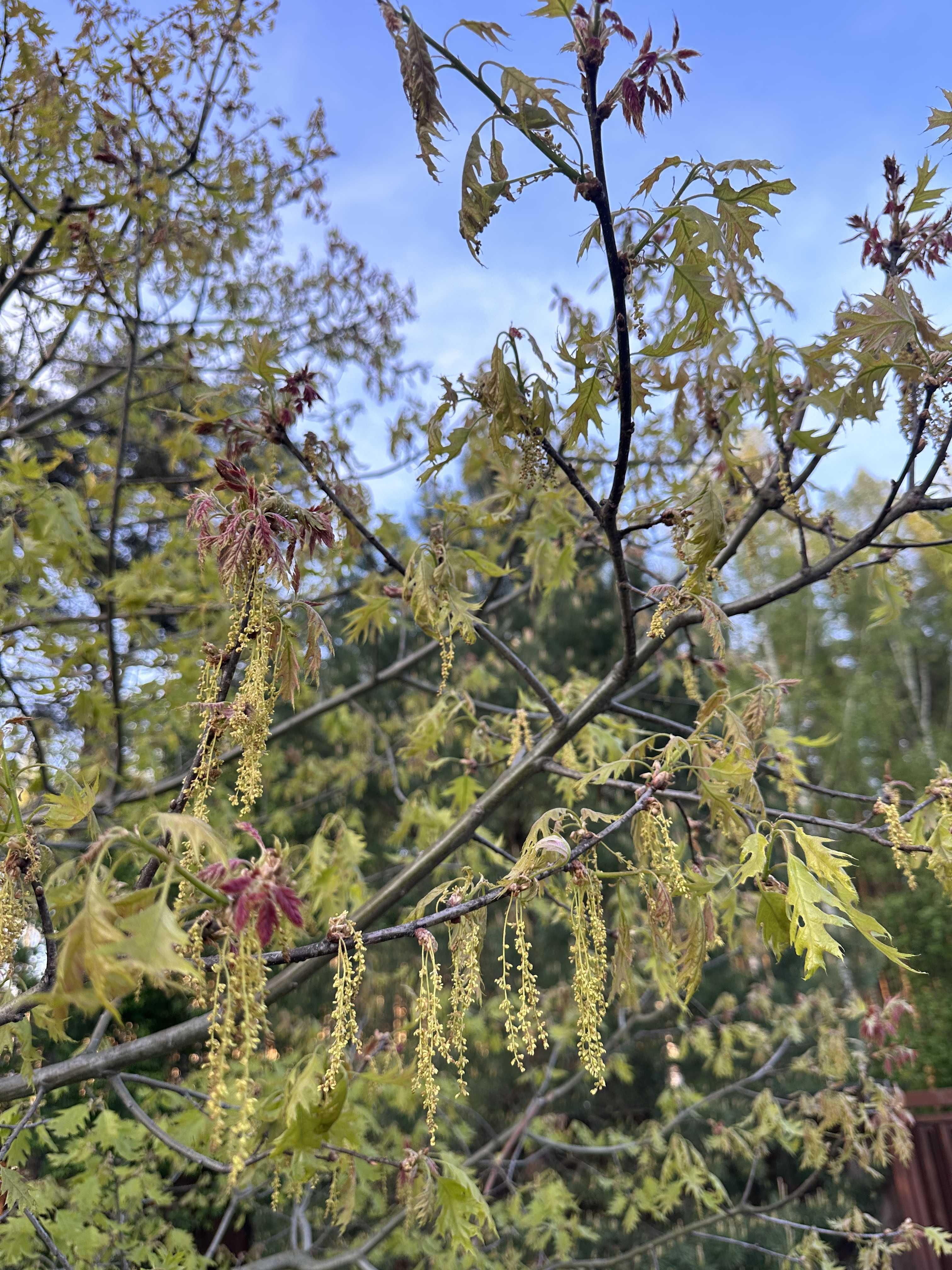 Превью изображения