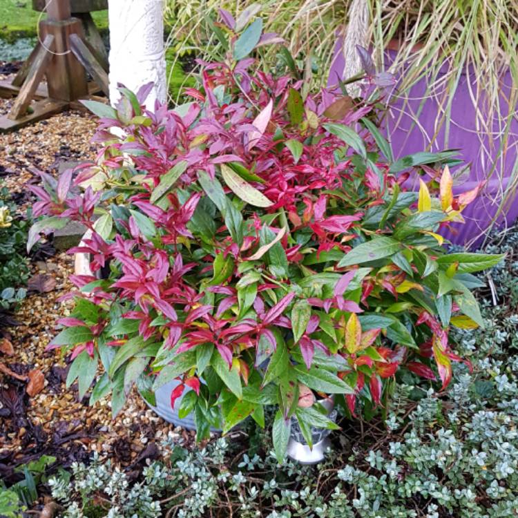 Превью изображения