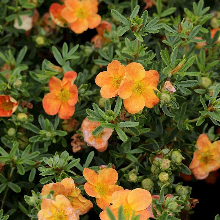 Превью изображения