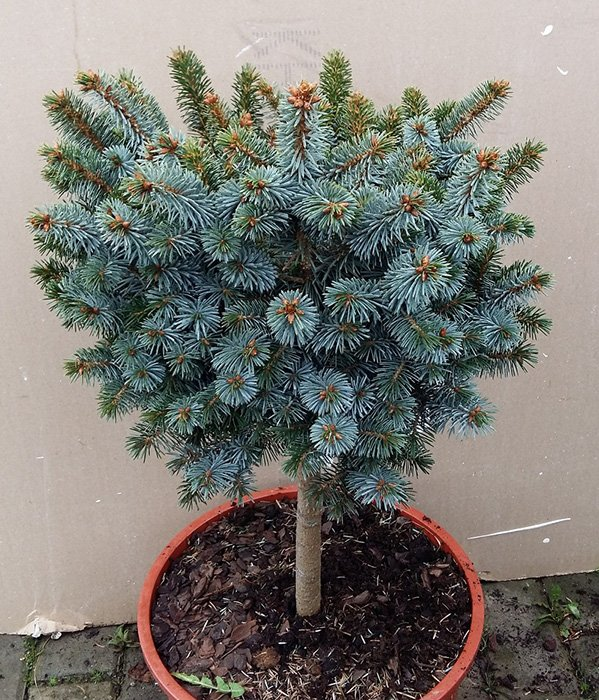 Превью изображения