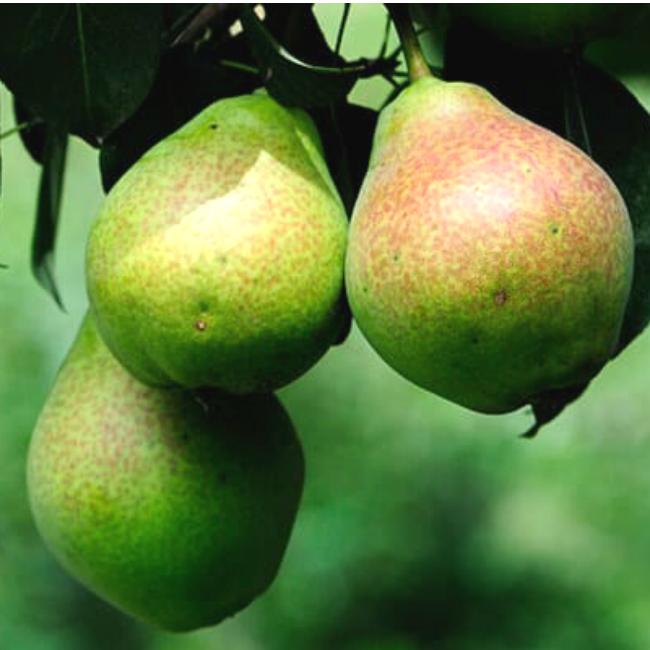 Превью изображения