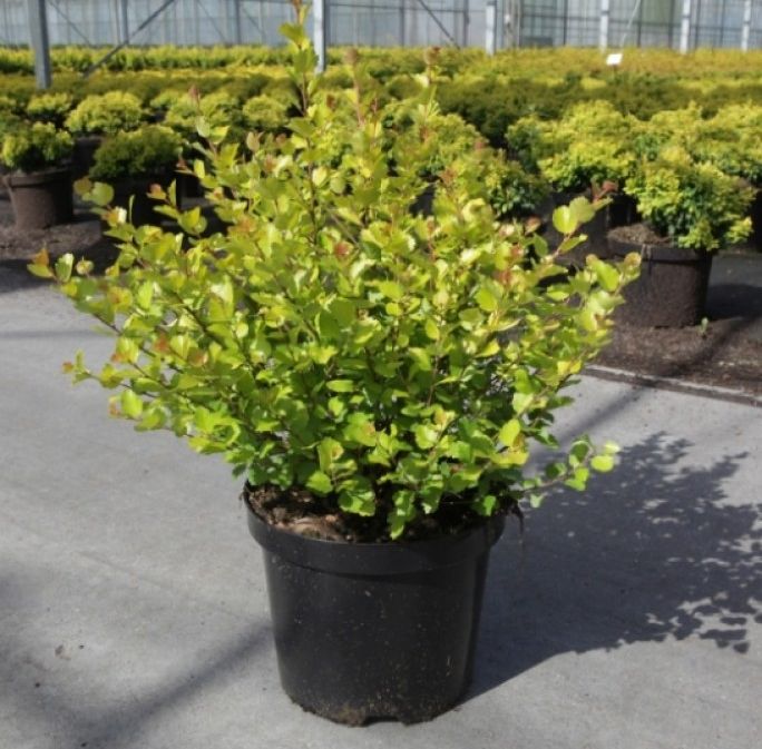 Превью изображения