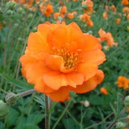 Превью изображения