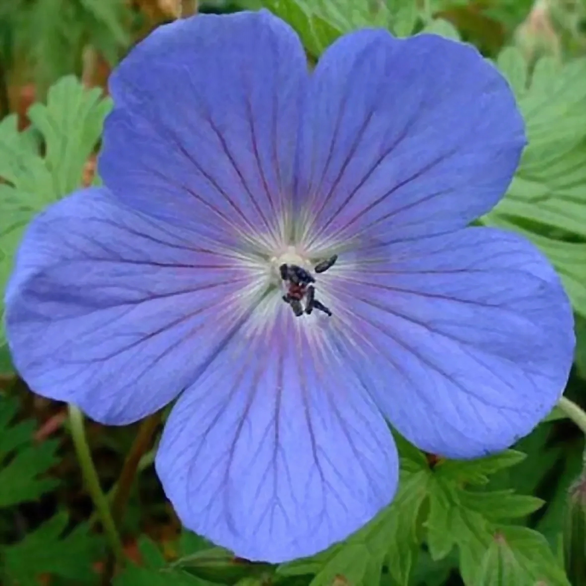 Превью изображения