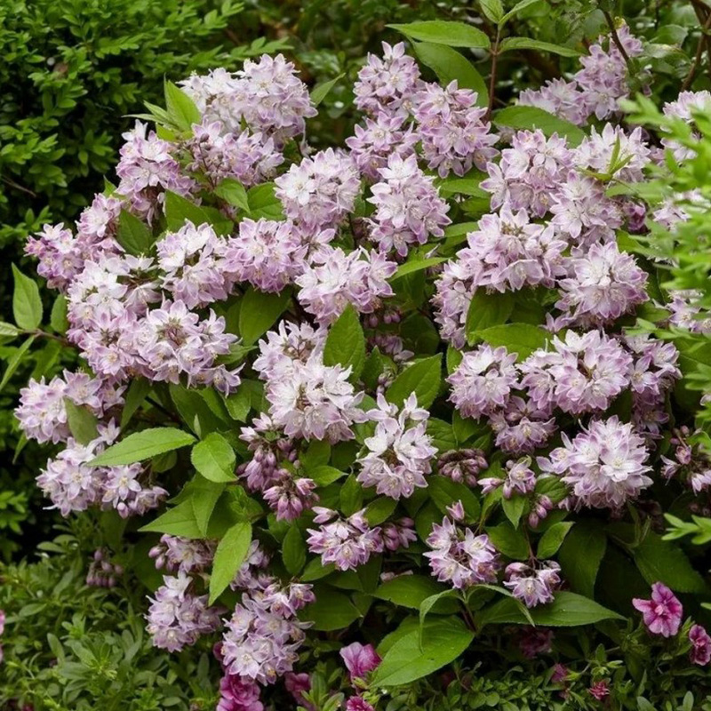 Превью изображения