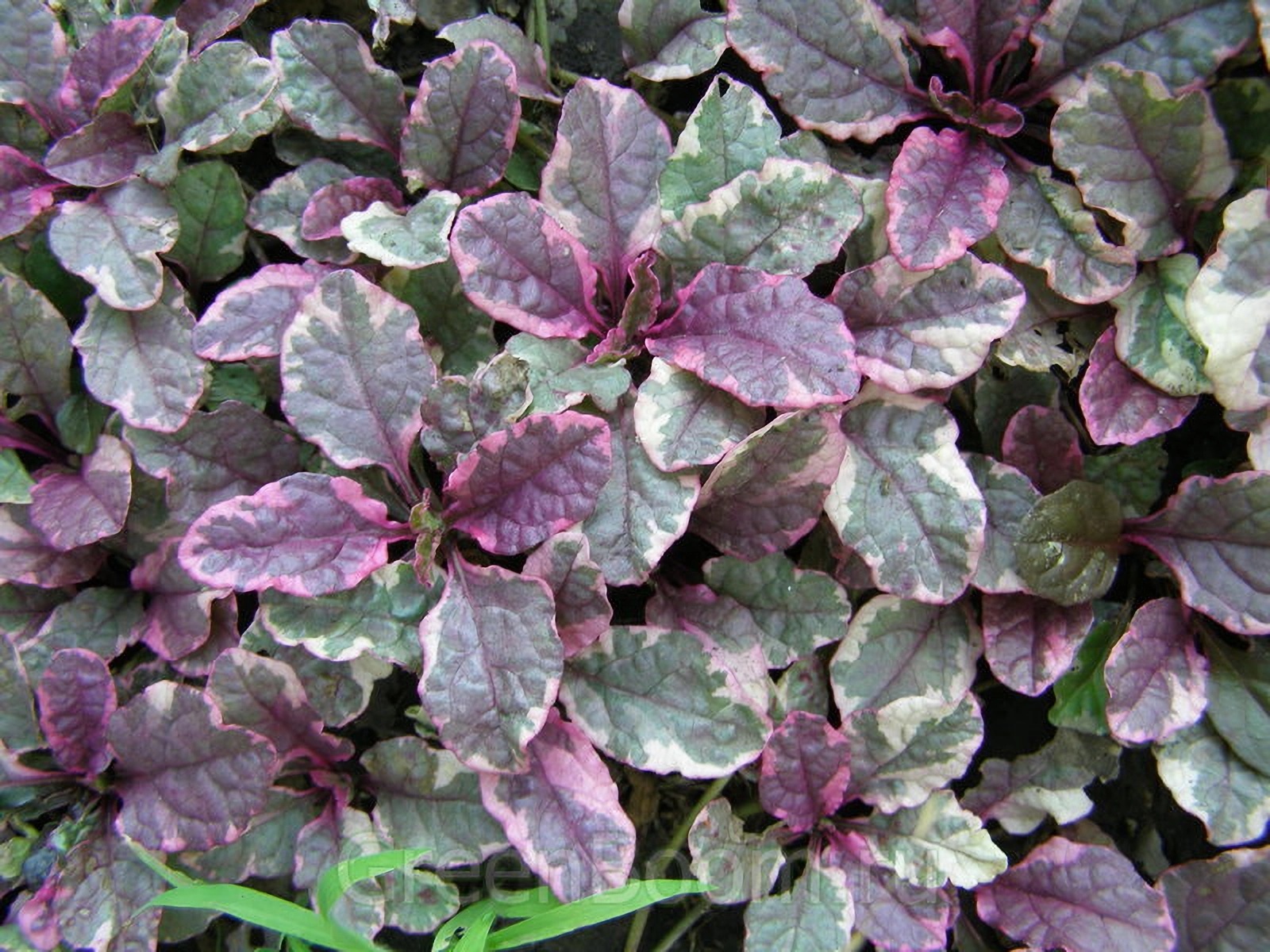 Превью изображения