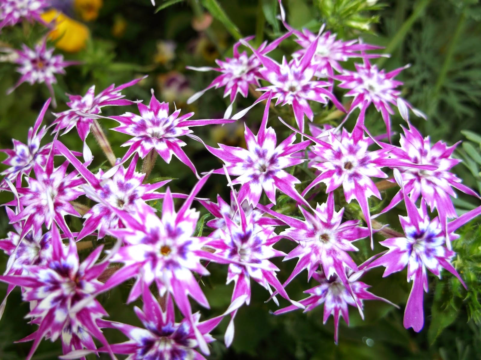 Превью изображения