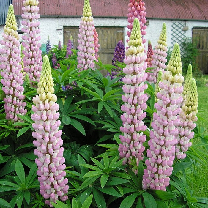 Превью изображения