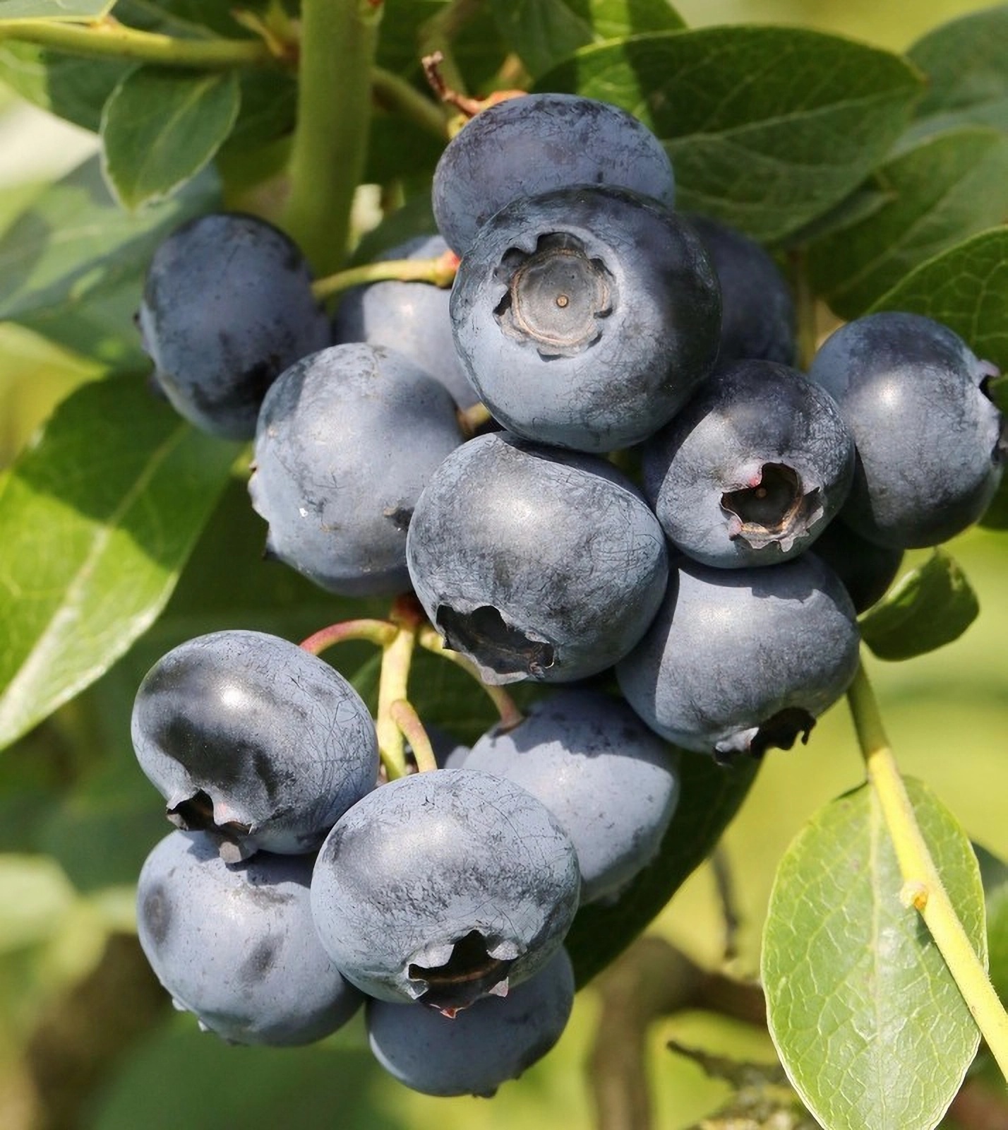 Превью изображения