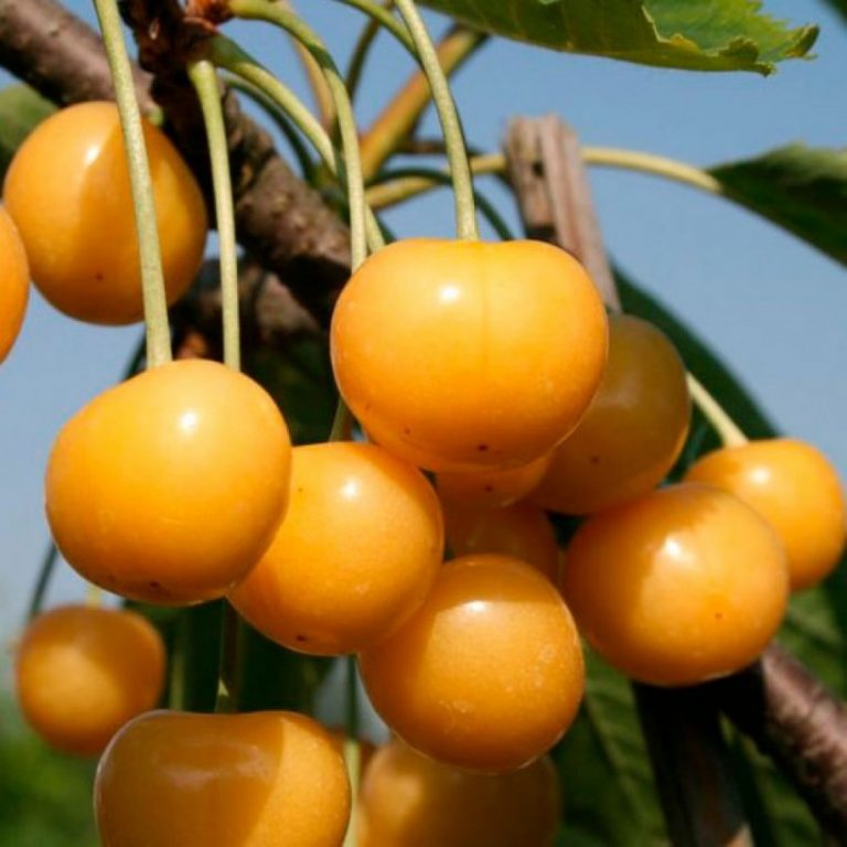 Превью изображения