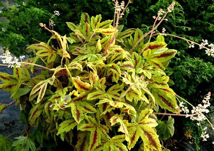 Превью изображения