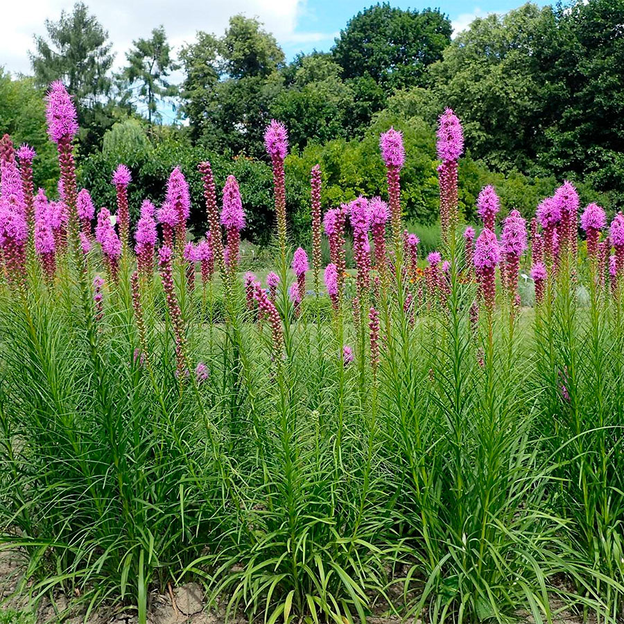 Превью изображения