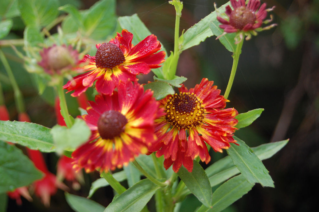 Превью изображения